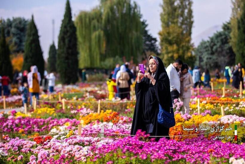 جشنواره گل‌های داودی در باغ گیاه شناسی ملی ایران