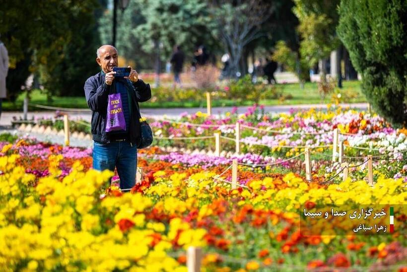 جشنواره گل‌های داودی در باغ گیاه شناسی ملی ایران