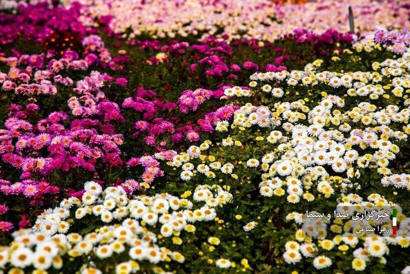 جشنواره گل‌های داودی در باغ گیاه شناسی ملی ایران