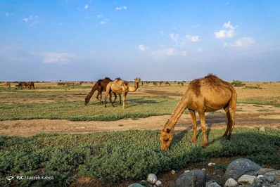 خلیج گرگان