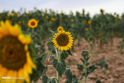 مزرعه آفتابگردان در خراسان شمالی