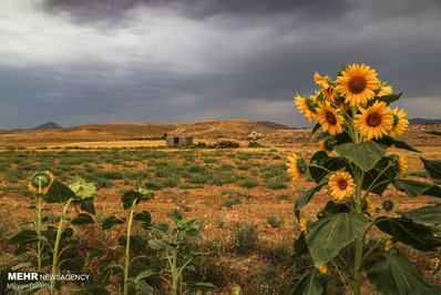 مزرعه آفتابگردان در خراسان شمالی