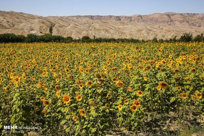 مزرعه آفتابگردان در خراسان شمالی